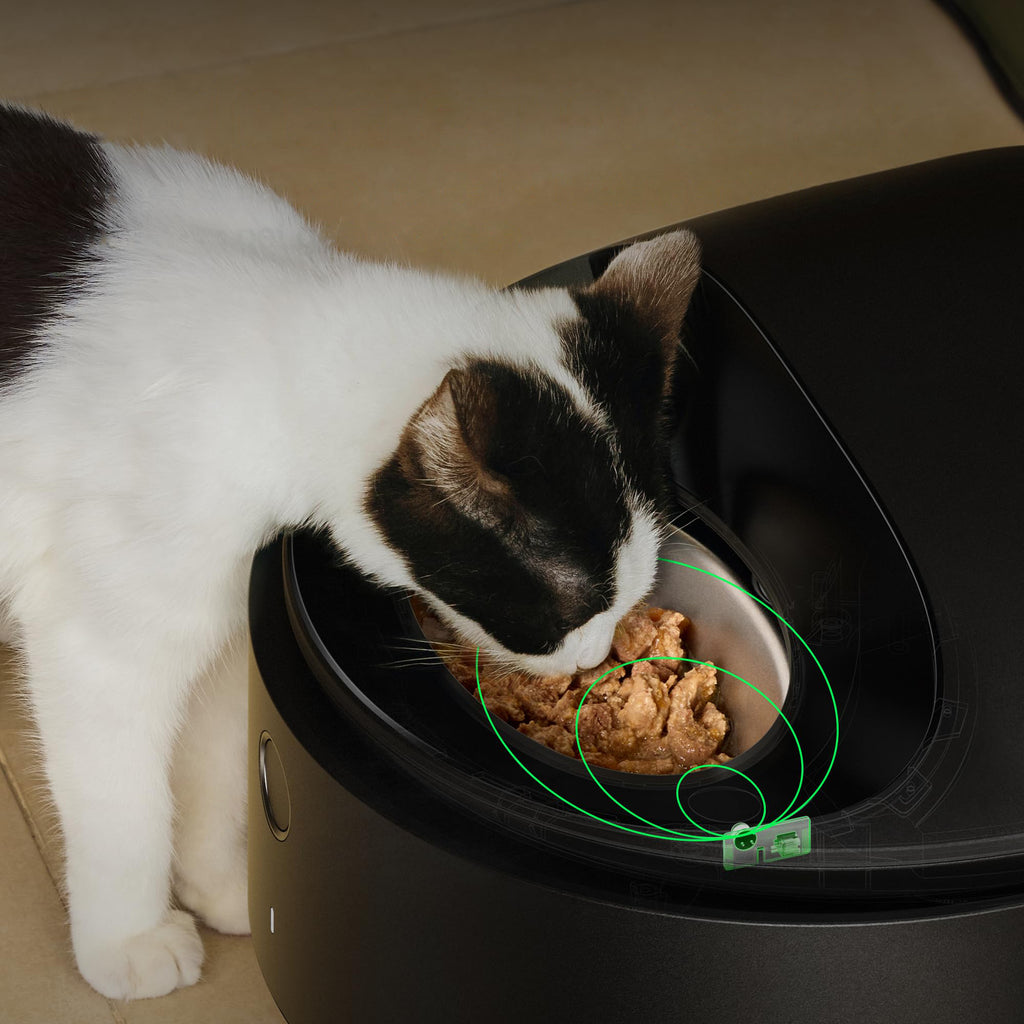 Automatic Wet Food Cat Feeder with Cooling System App Control Stainless Steel Bowl